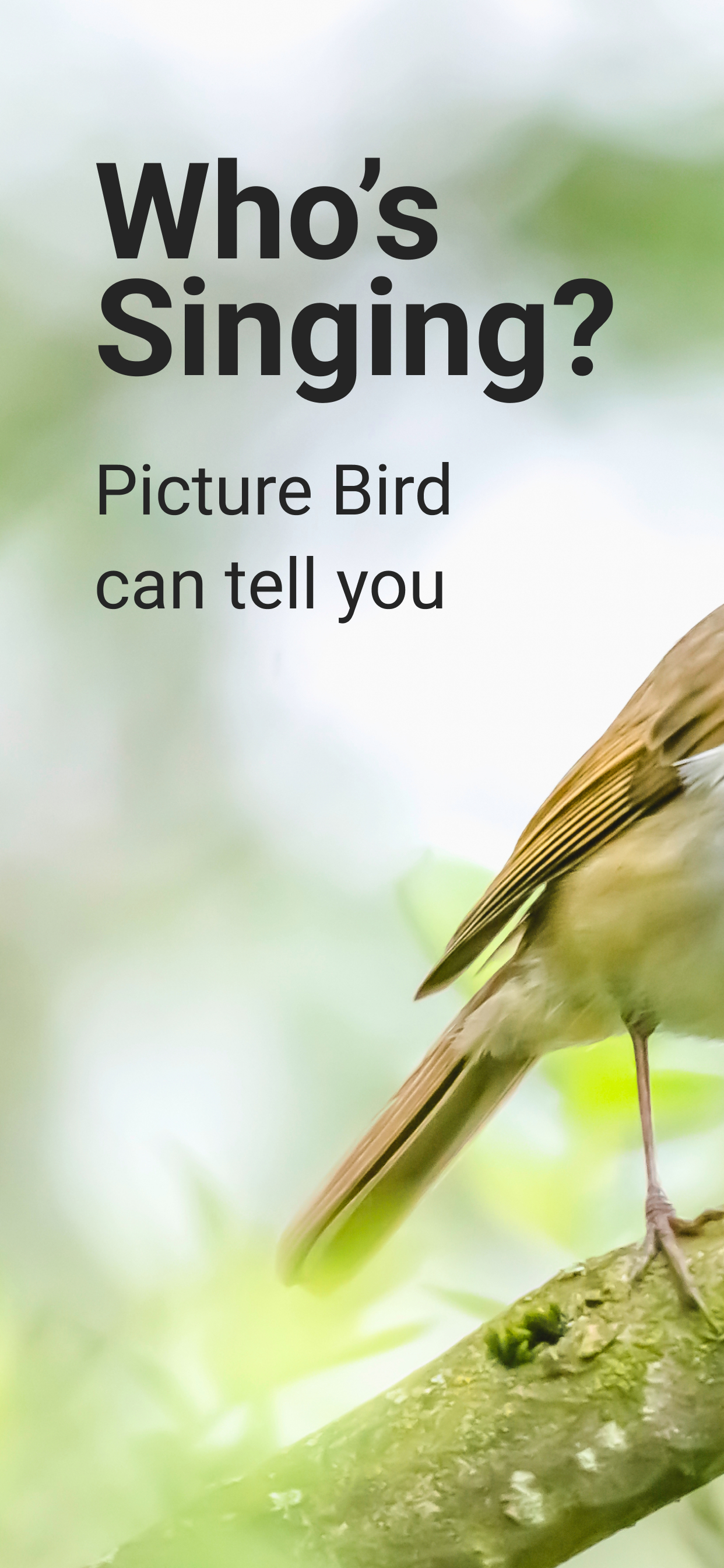 اسکرین شات 1 برنامه Picture Bird - Bird Identifier