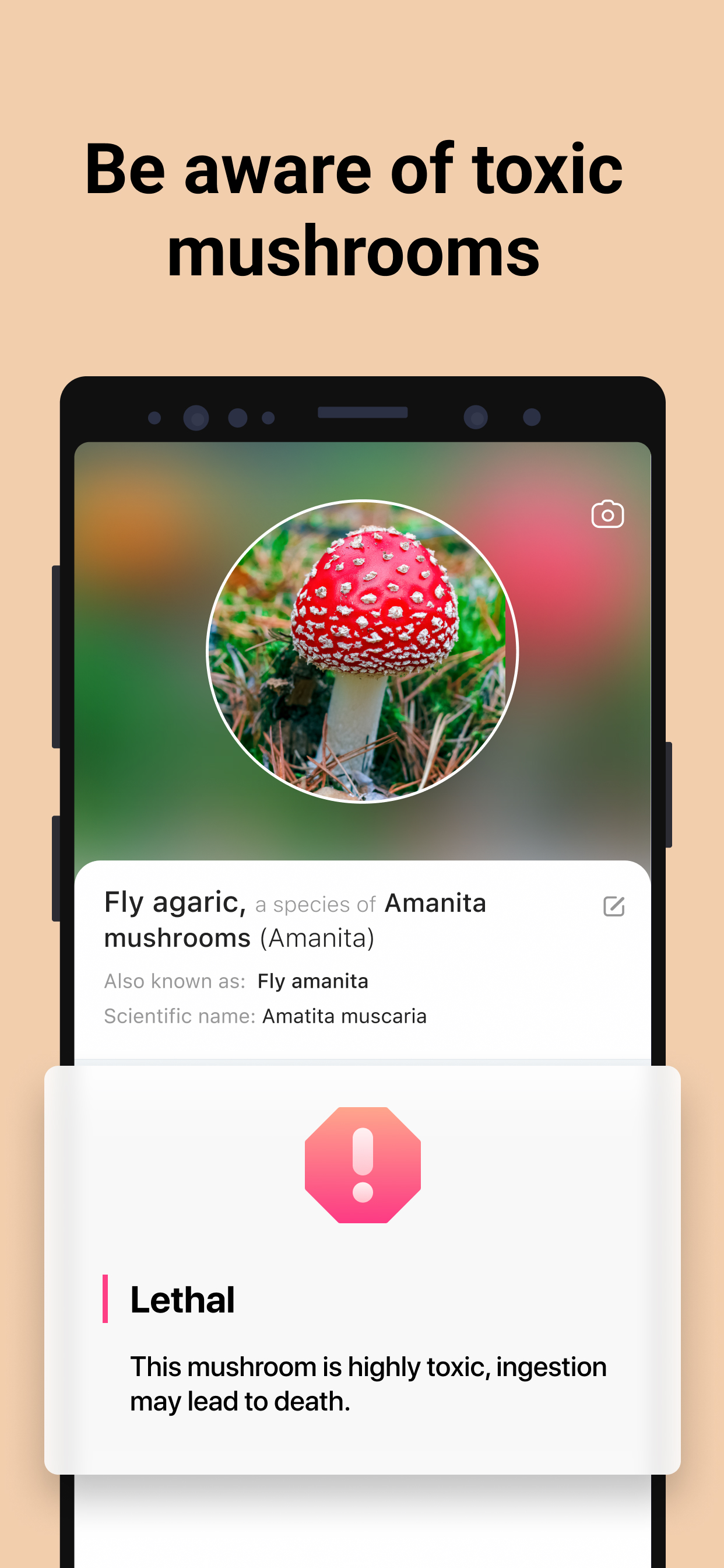 اسکرین شات 3 برنامه Picture Mushroom - Mushroom ID