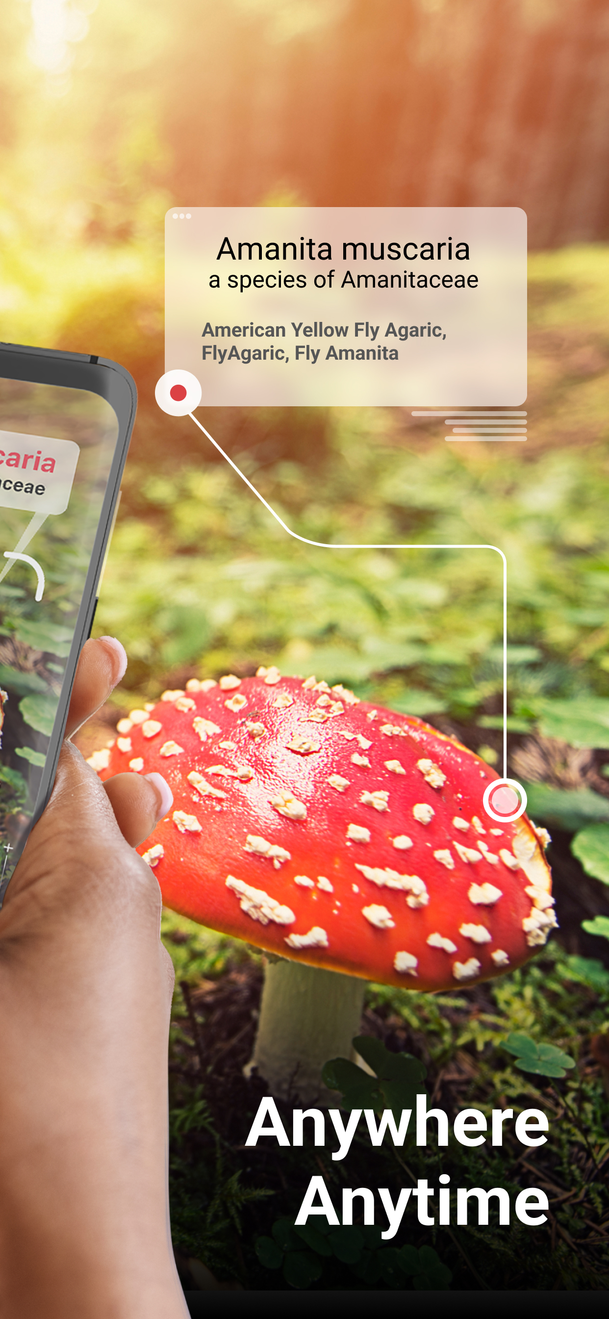 اسکرین شات 2 برنامه Picture Mushroom - Mushroom ID