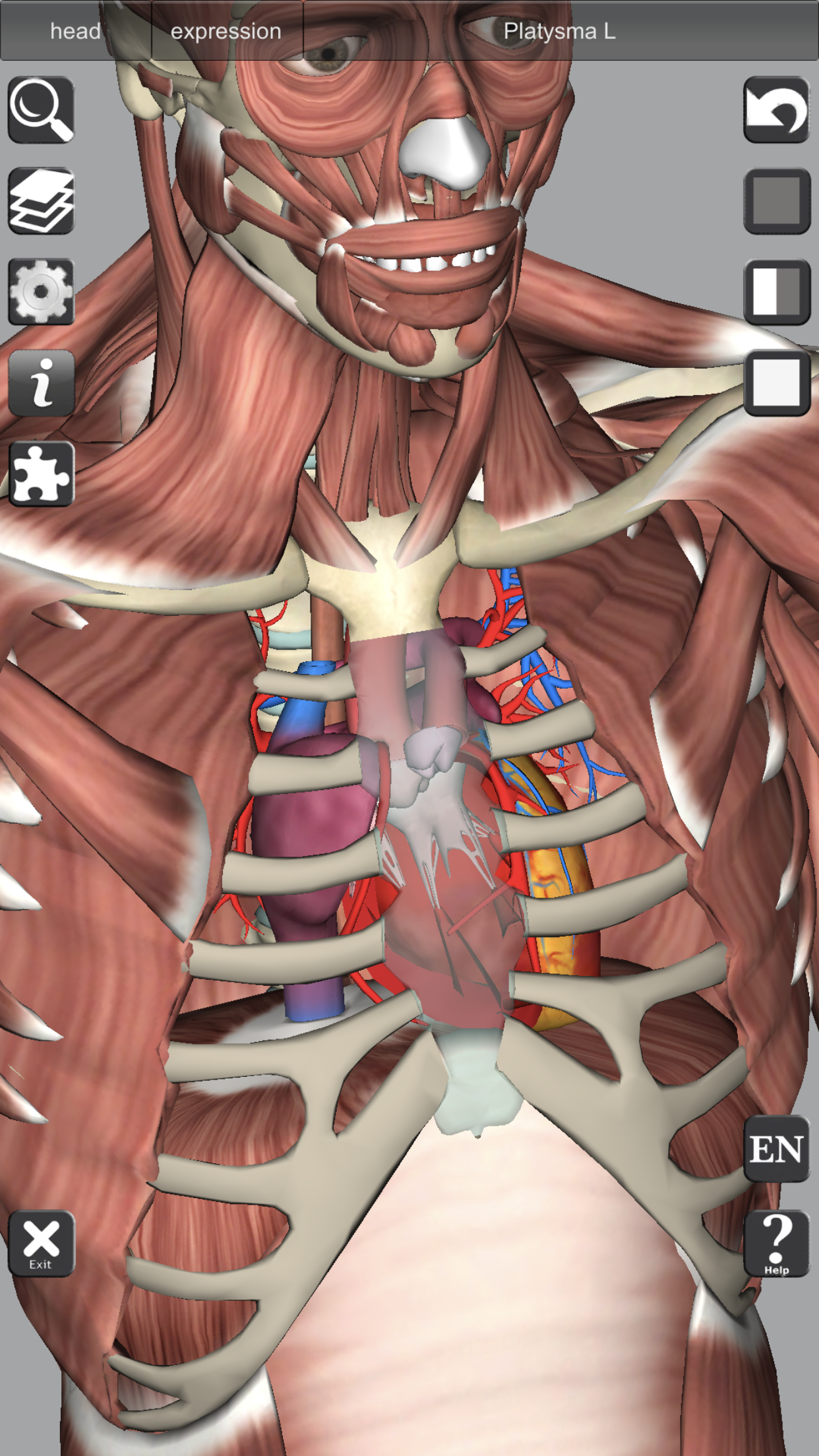اسکرین شات 7 برنامه 3D Bones and Organs (Anatomy)