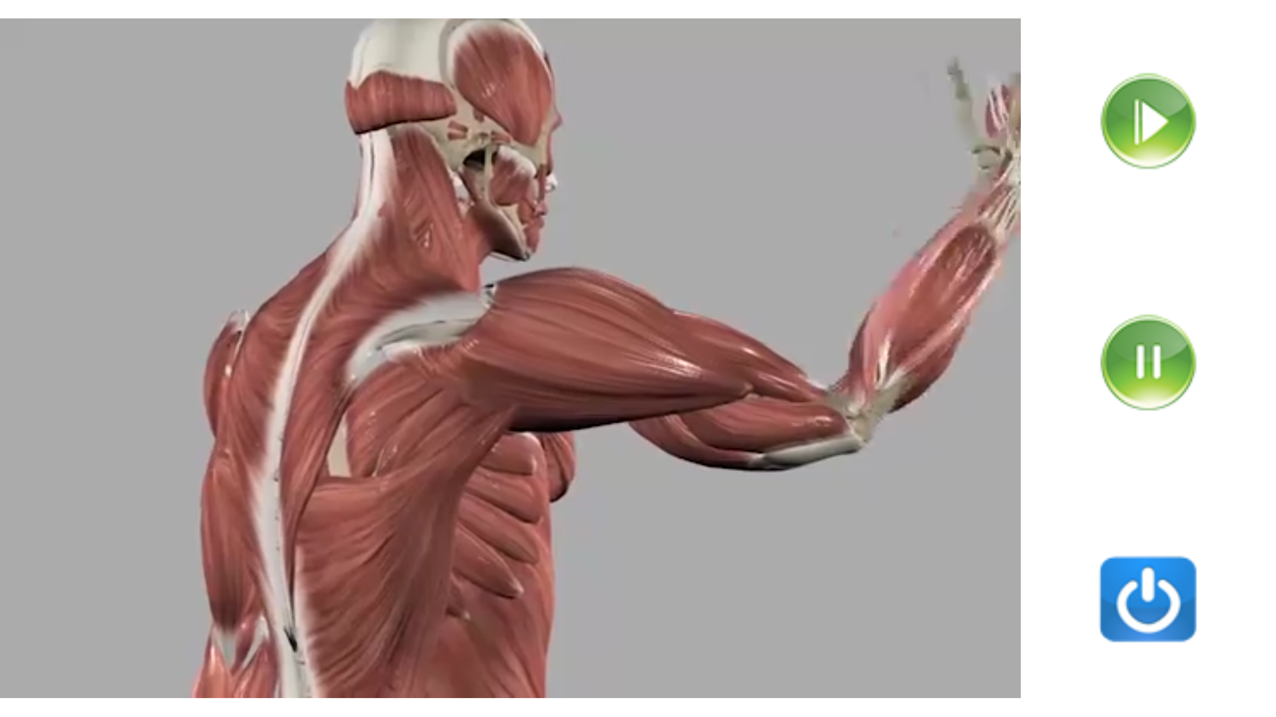 اسکرین شات 8 برنامه Visual Anatomy Lite