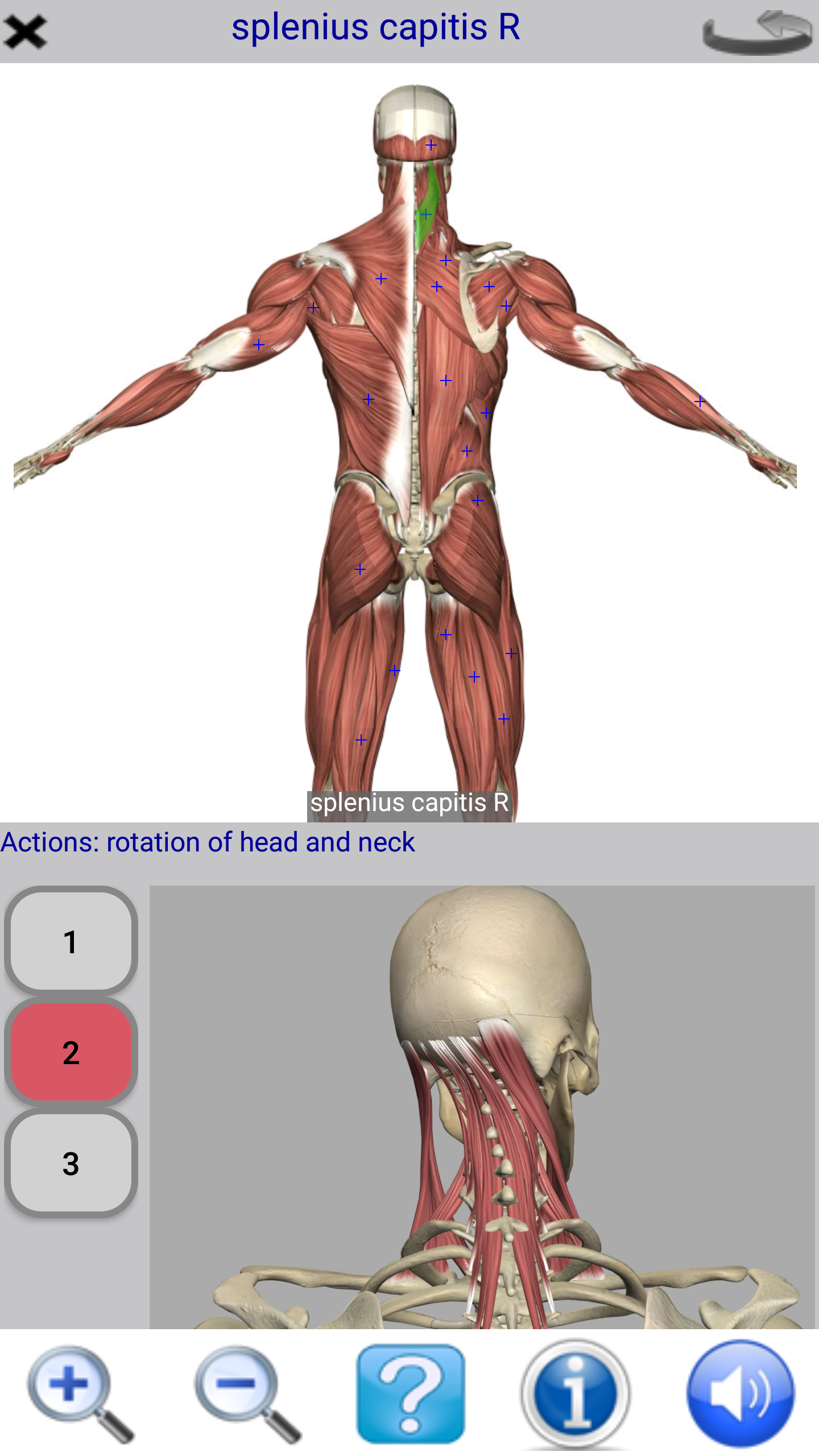 اسکرین شات 2 برنامه Visual Anatomy Lite