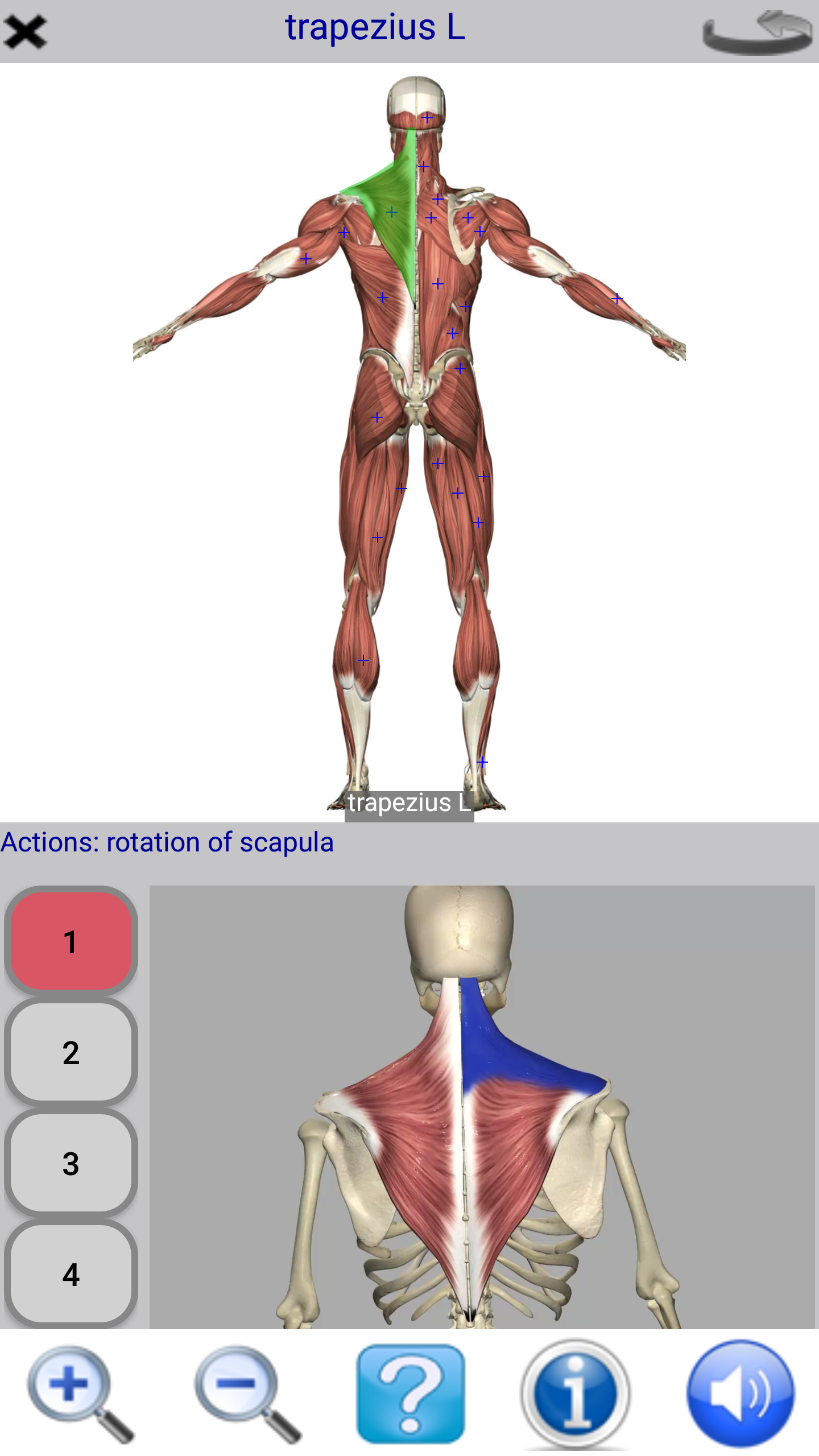 اسکرین شات 3 برنامه Visual Anatomy Lite