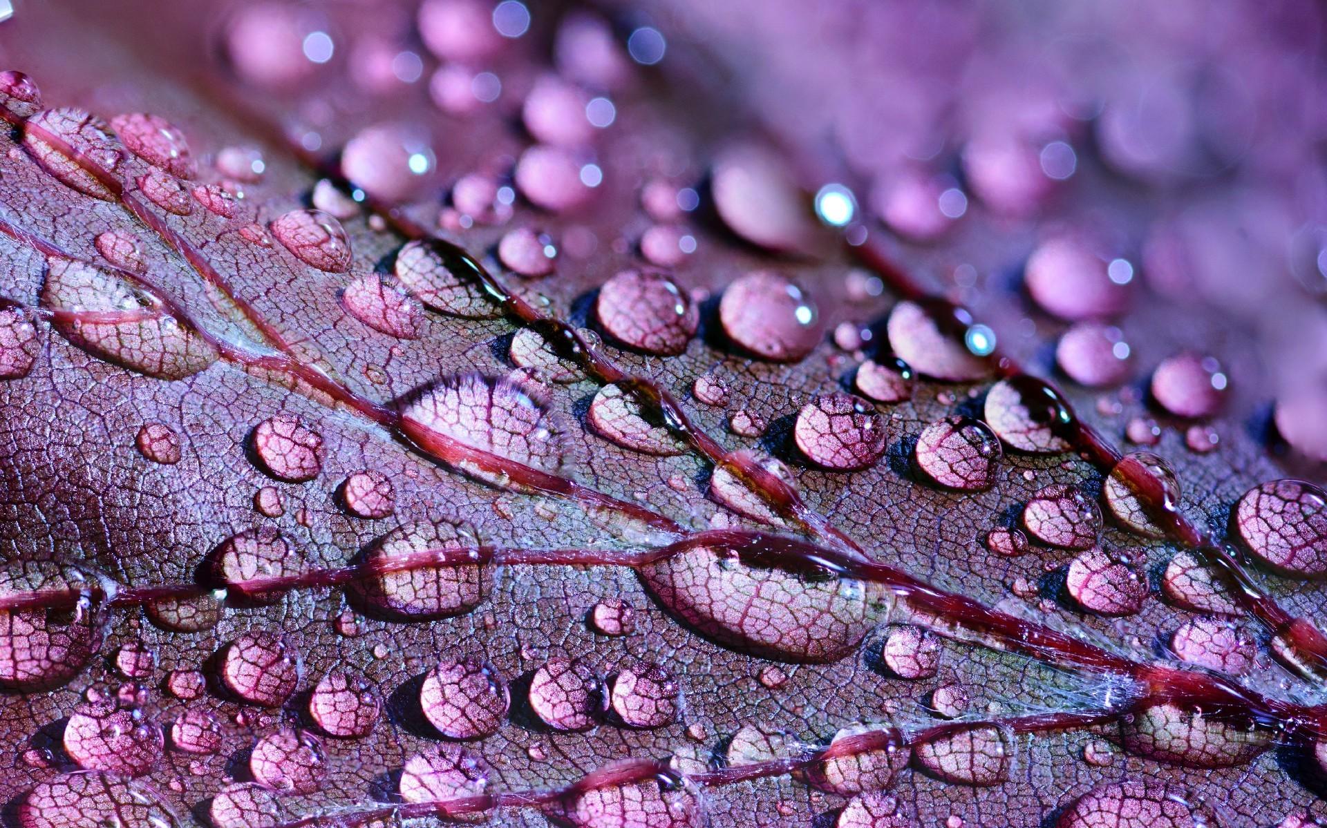 اسکرین شات 1 بازی Incredible nature jigsaw puzzl