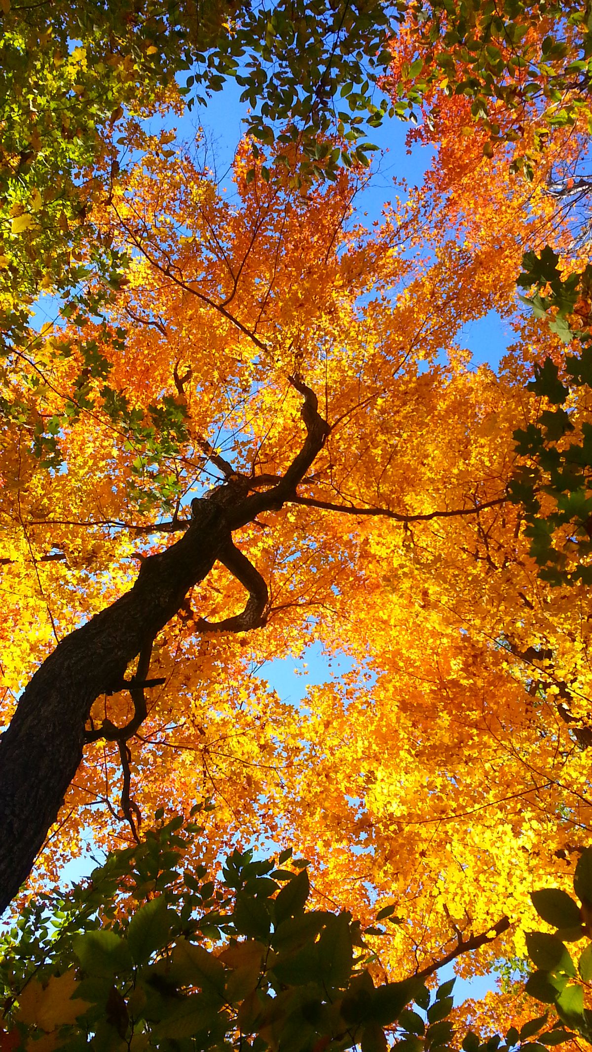 اسکرین شات 3 برنامه Autumn Wallpaper HD