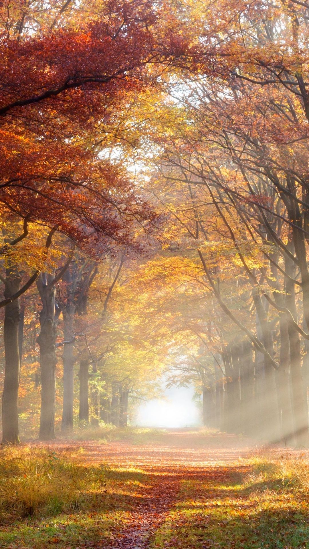 اسکرین شات 4 برنامه Autumn Wallpaper HD
