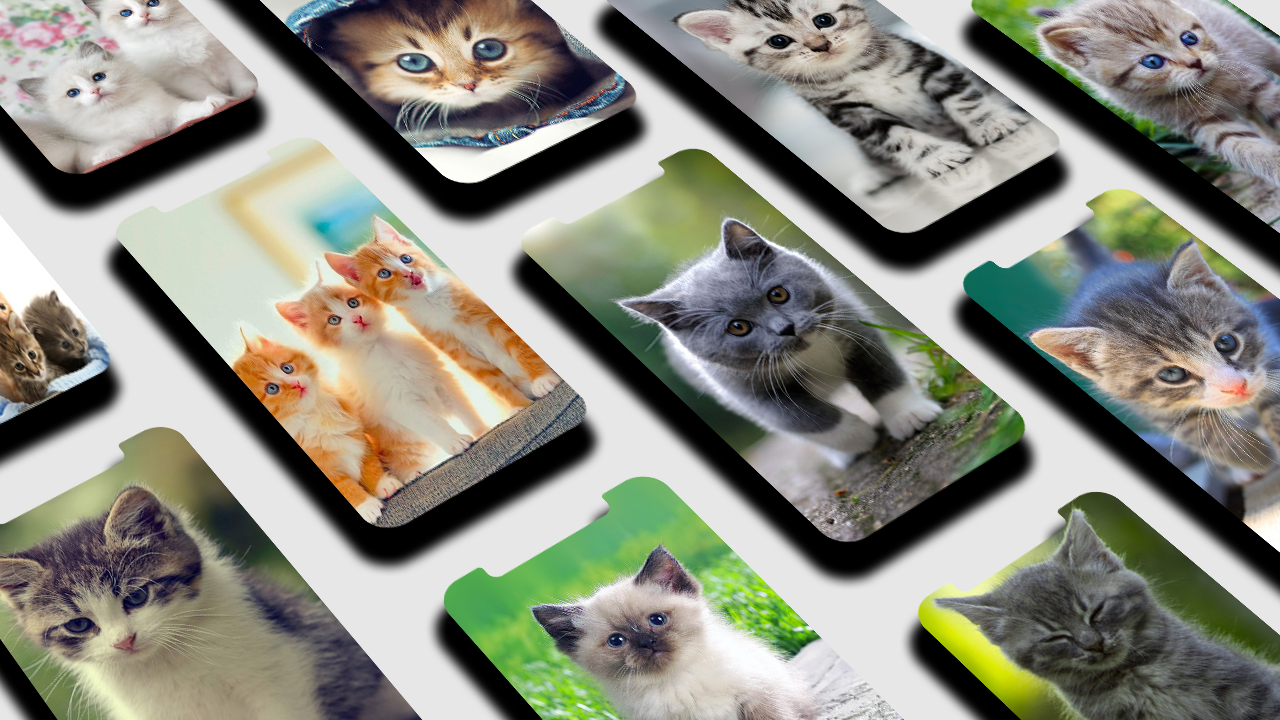 اسکرین شات 1 برنامه Kitten Wallpaper