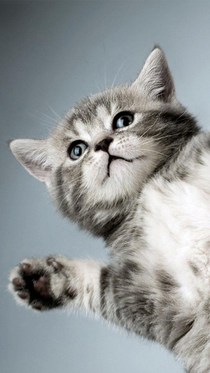 اسکرین شات 3 برنامه Kitty Cat Live Wallpaper