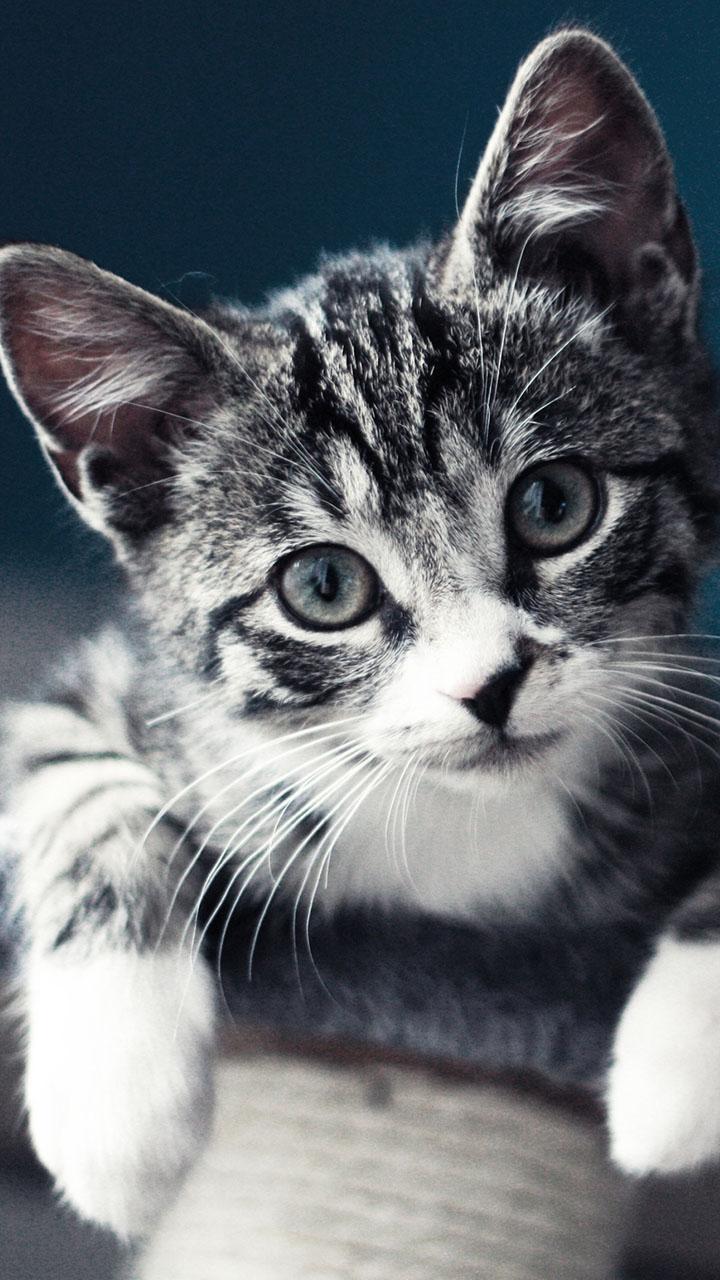 اسکرین شات 4 برنامه Kitty Cat Live Wallpaper