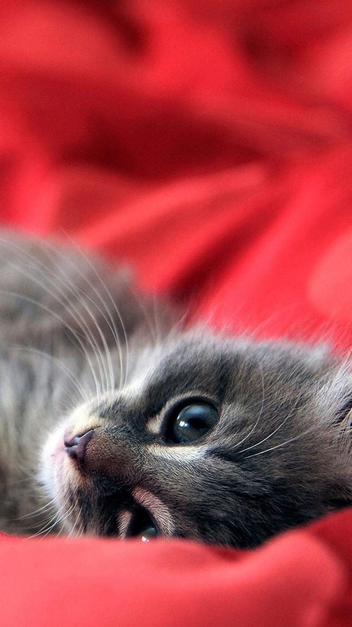 اسکرین شات 5 برنامه Kitty Cat Live Wallpaper
