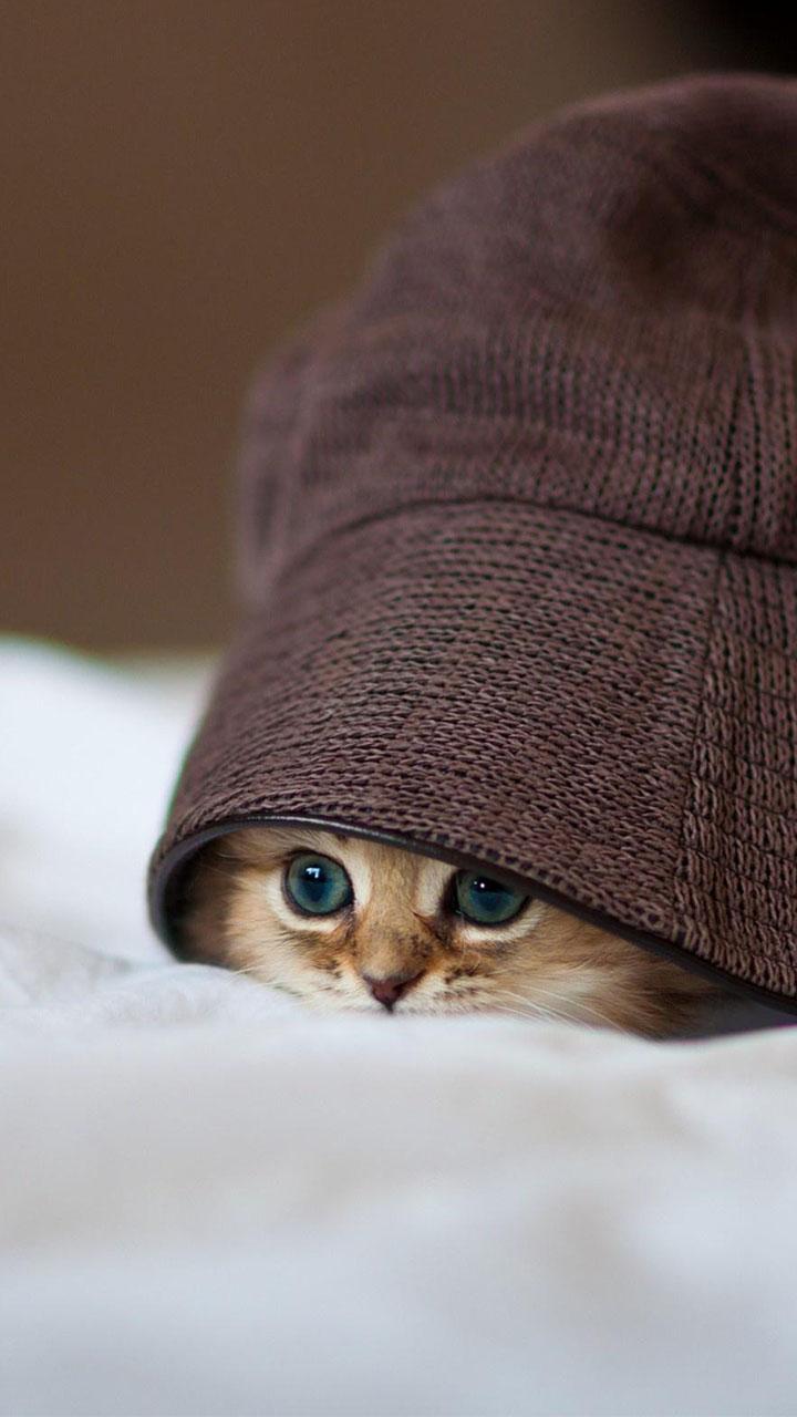 اسکرین شات 2 برنامه Kitty Cat Live Wallpaper