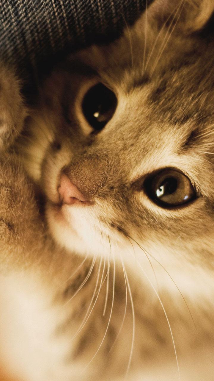 اسکرین شات 1 برنامه Kitty Cat Live Wallpaper