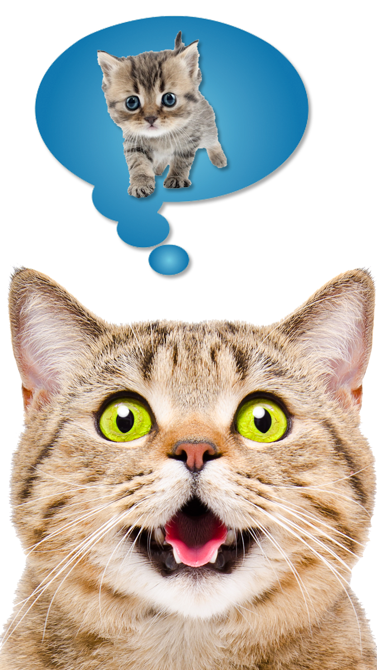 اسکرین شات 4 برنامه Cat Translate: Speak to Kitten