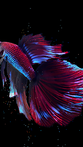 اسکرین شات 5 برنامه Betta Fish Live Wallpaper FREE