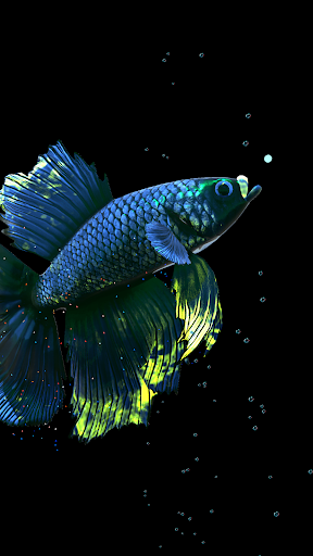 اسکرین شات 7 برنامه Betta Fish Live Wallpaper FREE