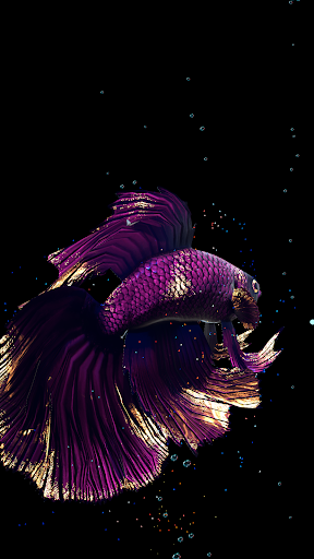 اسکرین شات 3 برنامه Betta Fish Live Wallpaper FREE