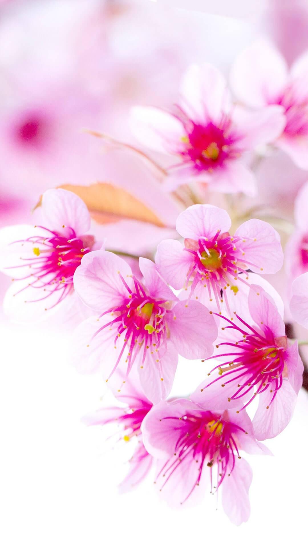 اسکرین شات 7 برنامه Rose Wallpaper: Rosely