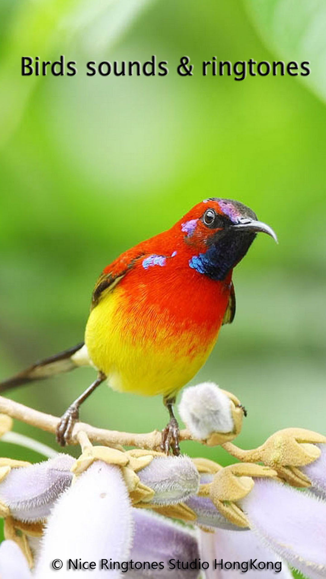اسکرین شات 1 برنامه Birds Sounds & Ringtones