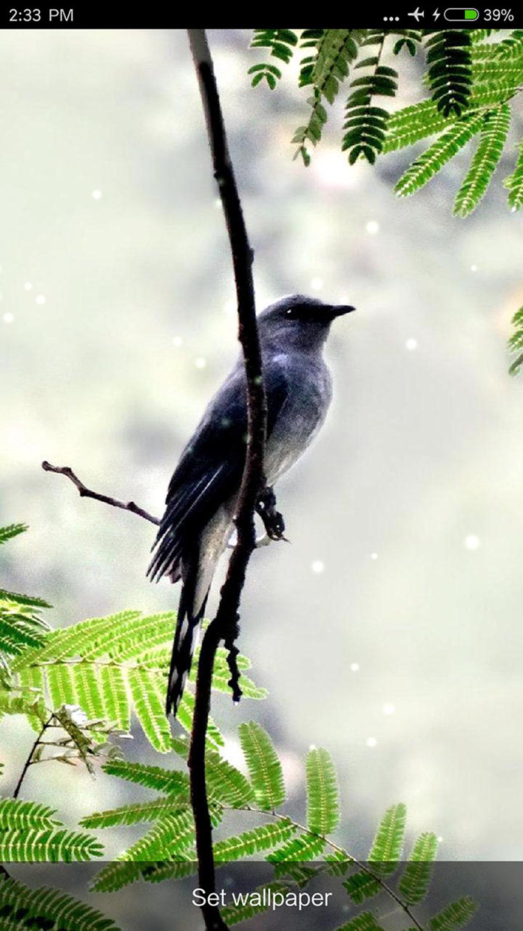 اسکرین شات 7 برنامه Birds Sounds & Ringtones
