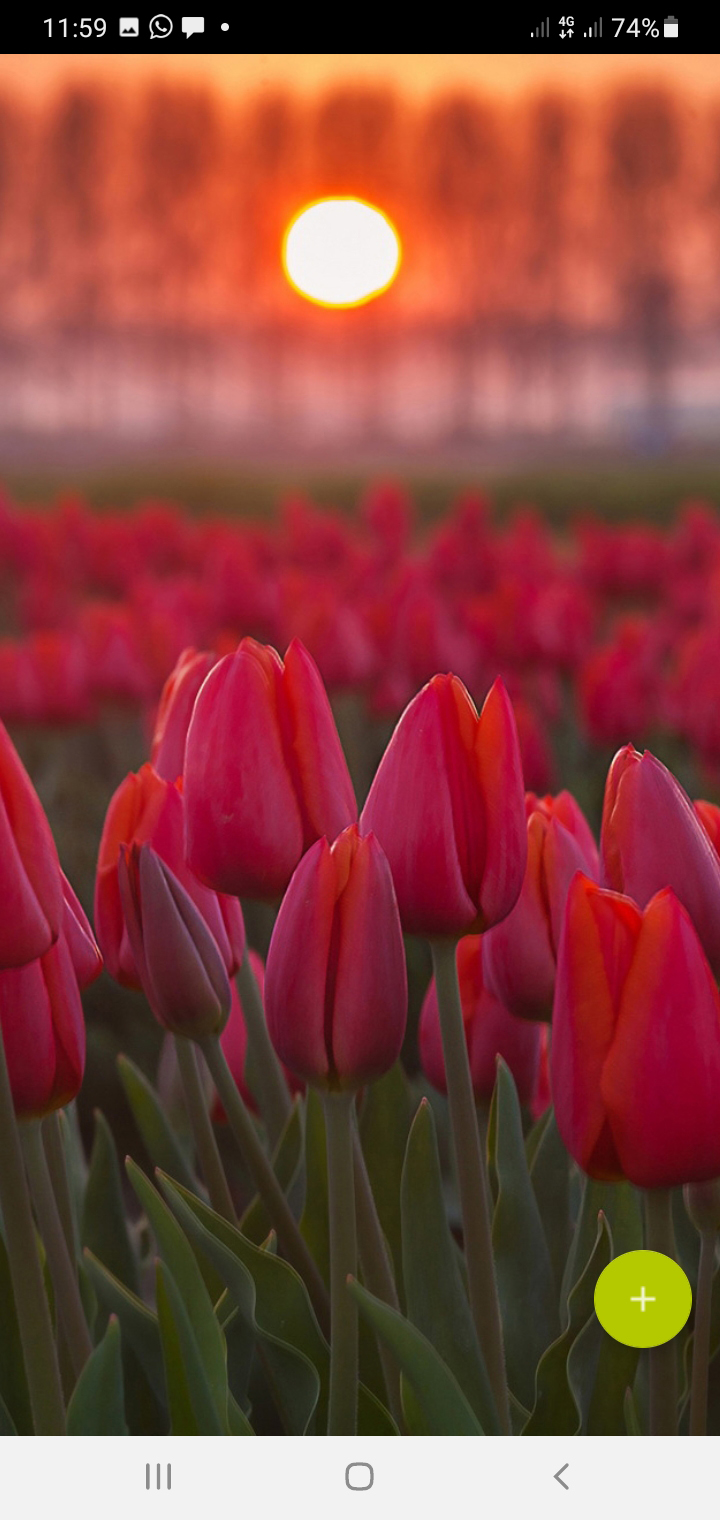 اسکرین شات 5 برنامه 10000 Flowers Wallpapers