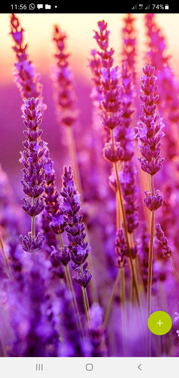 اسکرین شات 3 برنامه 10000 Flowers Wallpapers