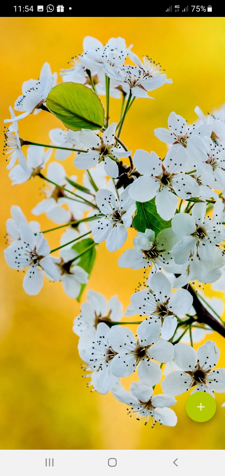 اسکرین شات 2 برنامه 10000 Flowers Wallpapers