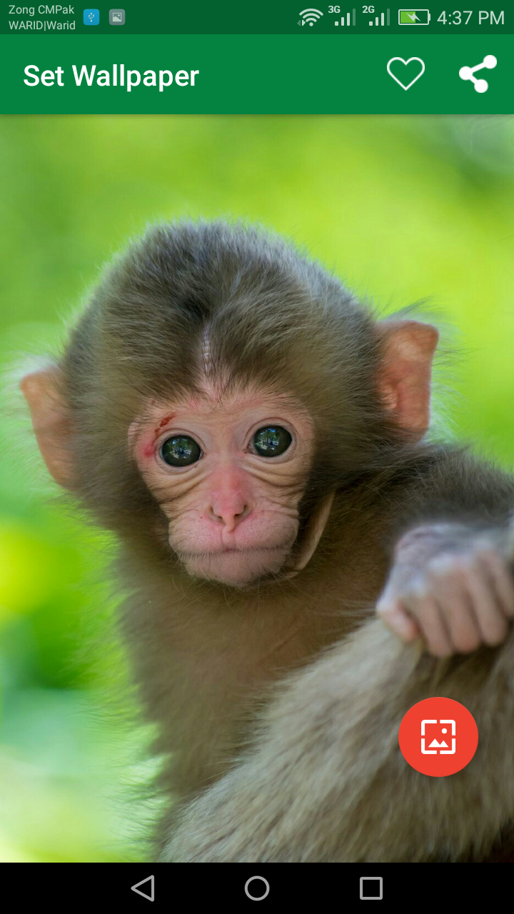 اسکرین شات 5 برنامه 10000 WildLife Wallpapers
