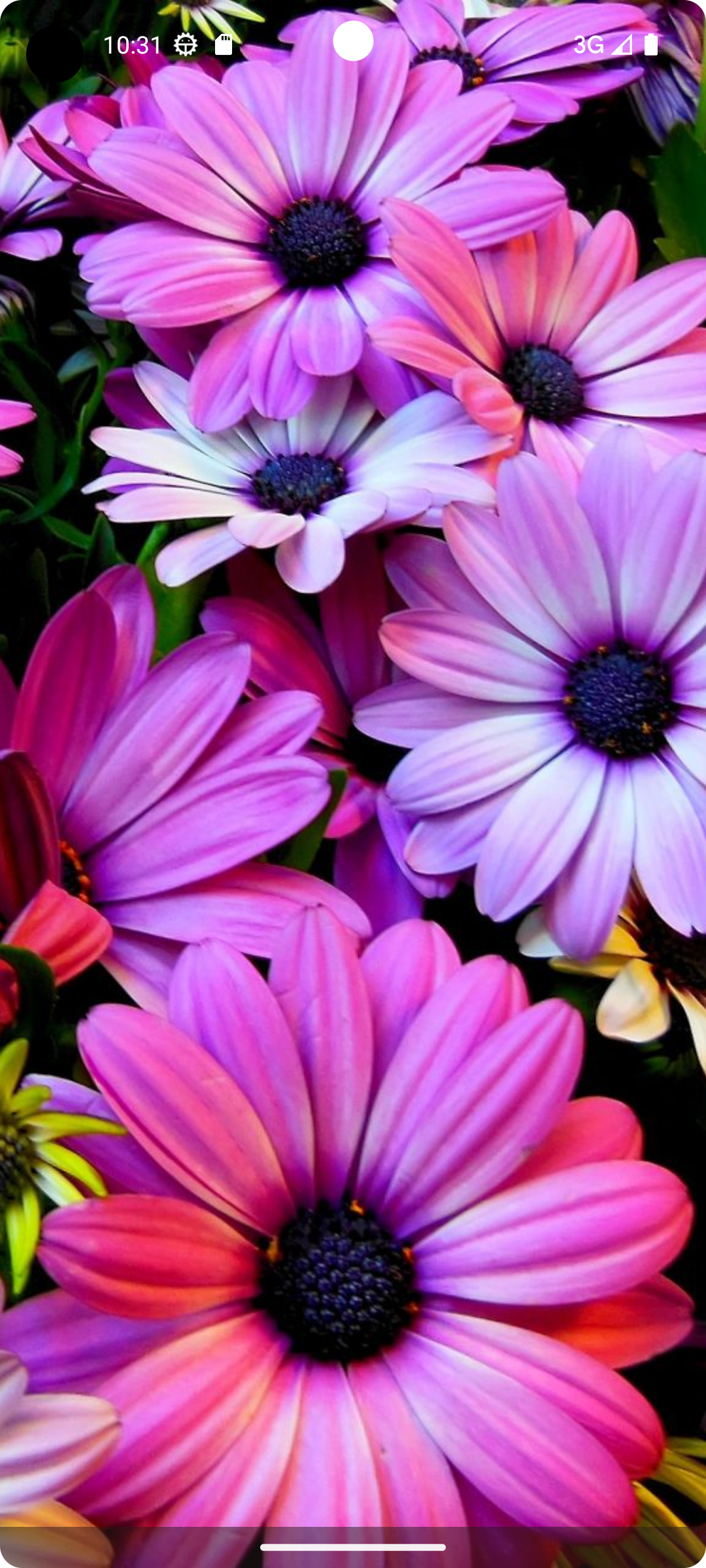 اسکرین شات 1 برنامه Flower Wallpapers - Flowrify