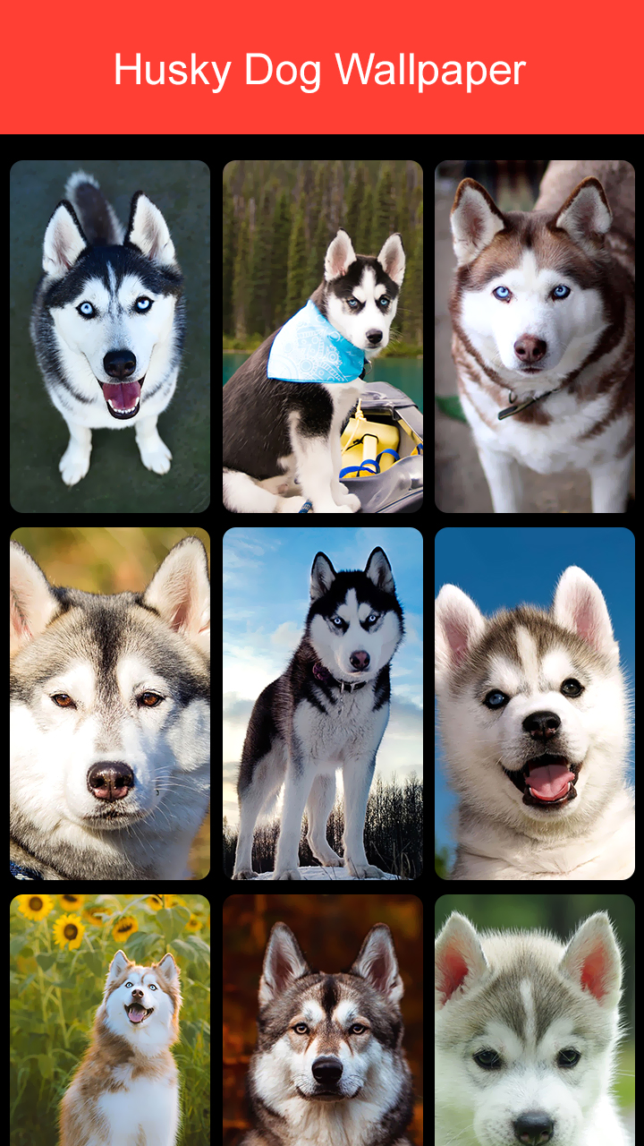اسکرین شات 7 برنامه Husky Dog Wallpaper 2024