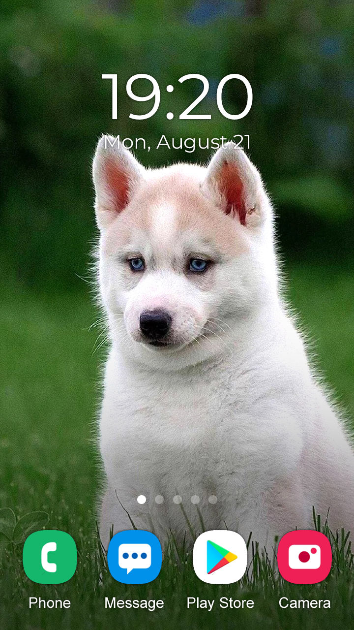 اسکرین شات 2 برنامه Husky Dog Wallpaper 2024