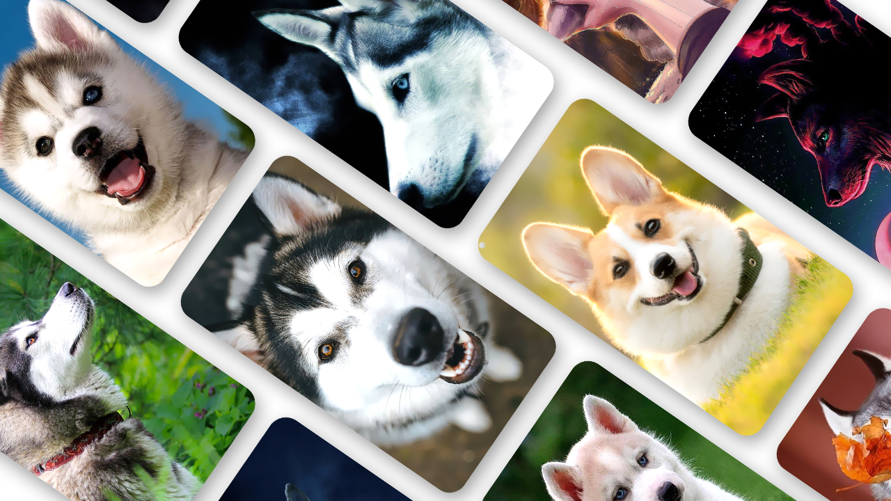 اسکرین شات 1 برنامه Husky Dog Wallpaper 2024