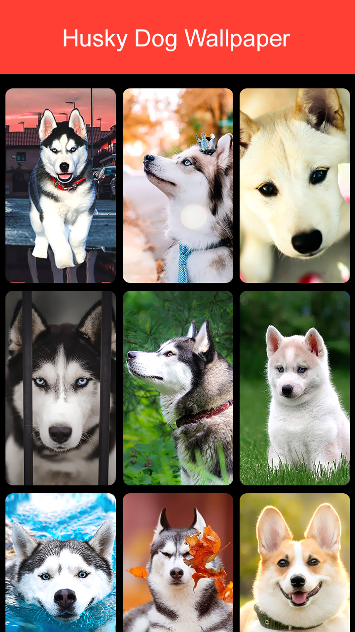 اسکرین شات 8 برنامه Husky Dog Wallpaper 2025