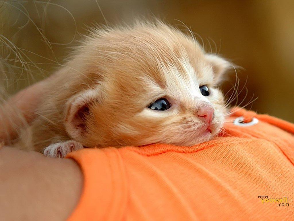 اسکرین شات 2 برنامه Cat Wallpapers HD Cute