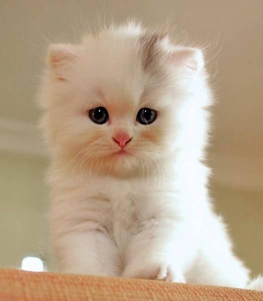 اسکرین شات 6 برنامه Cat Wallpapers HD Cute