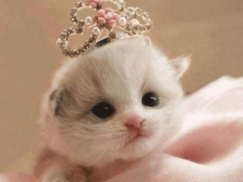 اسکرین شات 5 برنامه Cat Wallpapers HD Cute