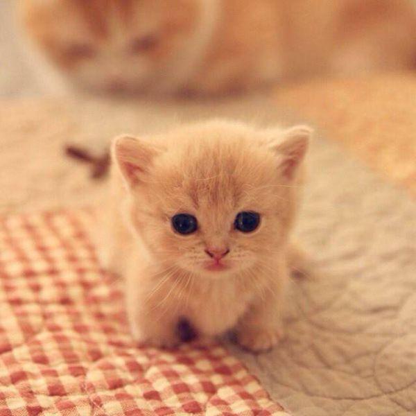 اسکرین شات 3 برنامه Cat Wallpapers HD Cute