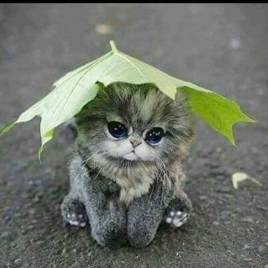 اسکرین شات 1 برنامه Cat Wallpapers HD Cute