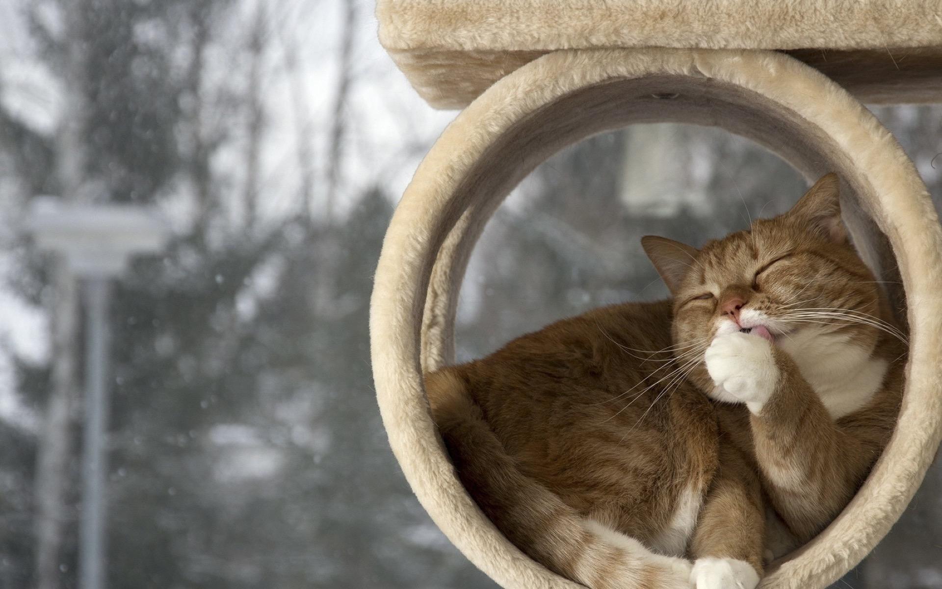 اسکرین شات 8 برنامه Cat Wallpapers HD Cute