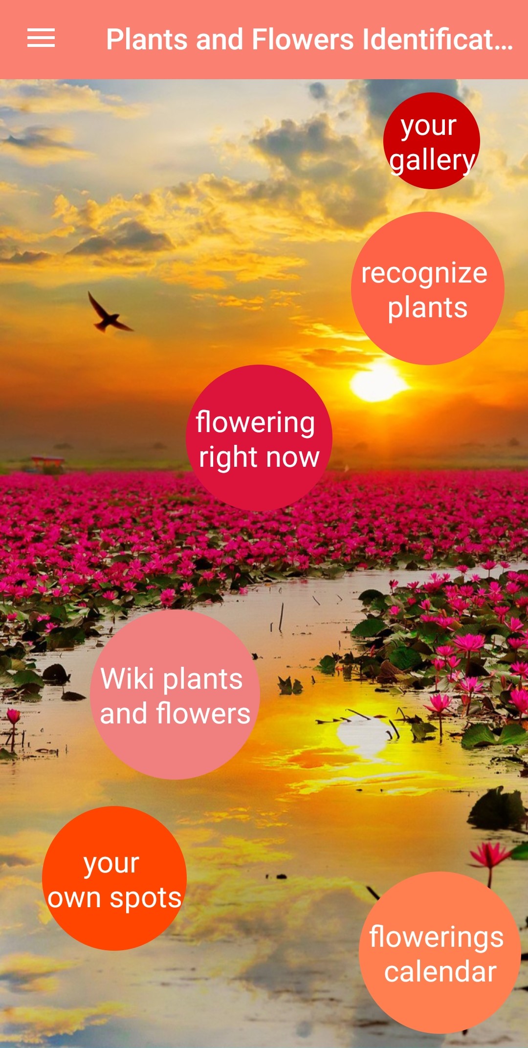 اسکرین شات 1 برنامه Plant & Flower Identification