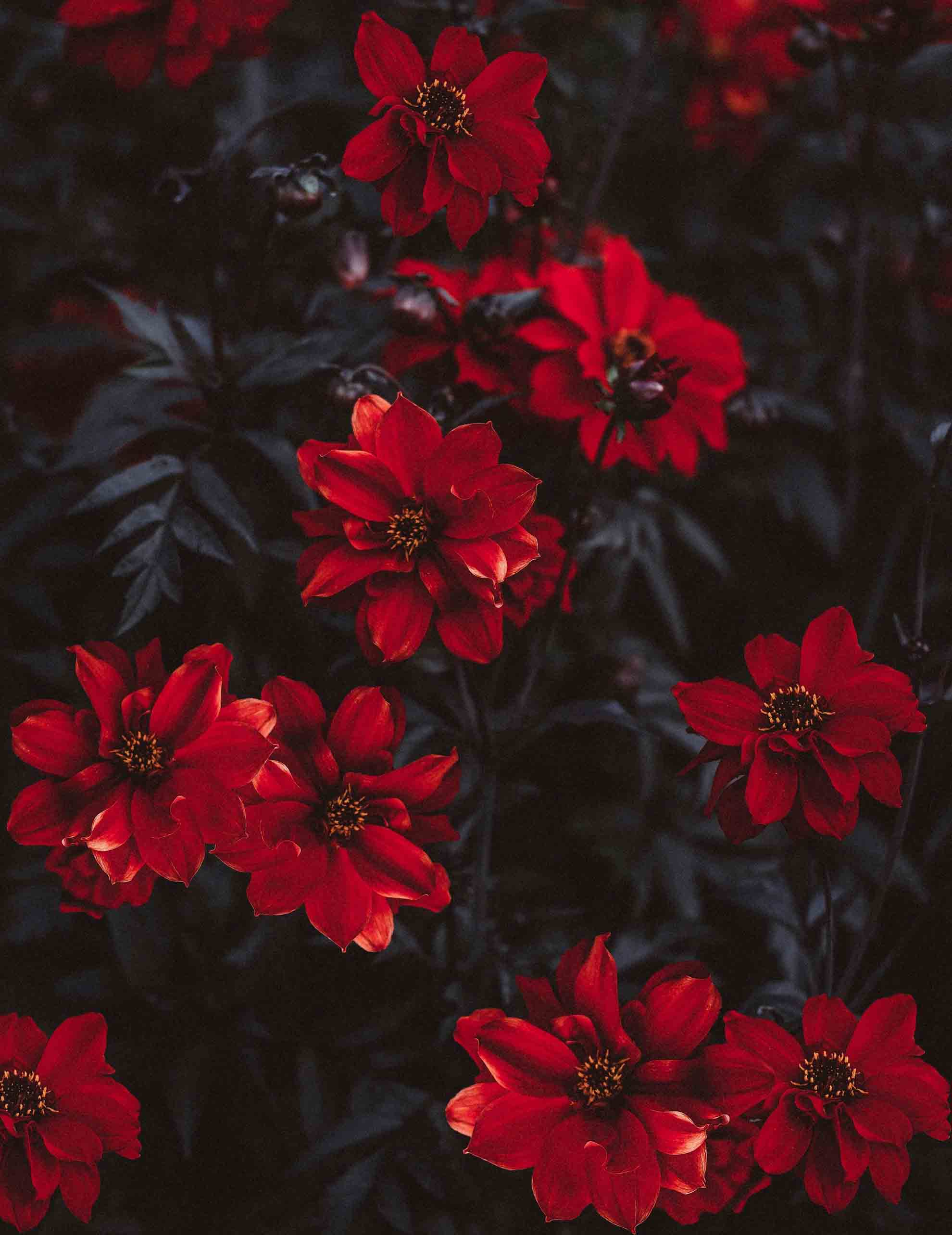 اسکرین شات 8 برنامه Red Flowers Wallpapers HD 2024