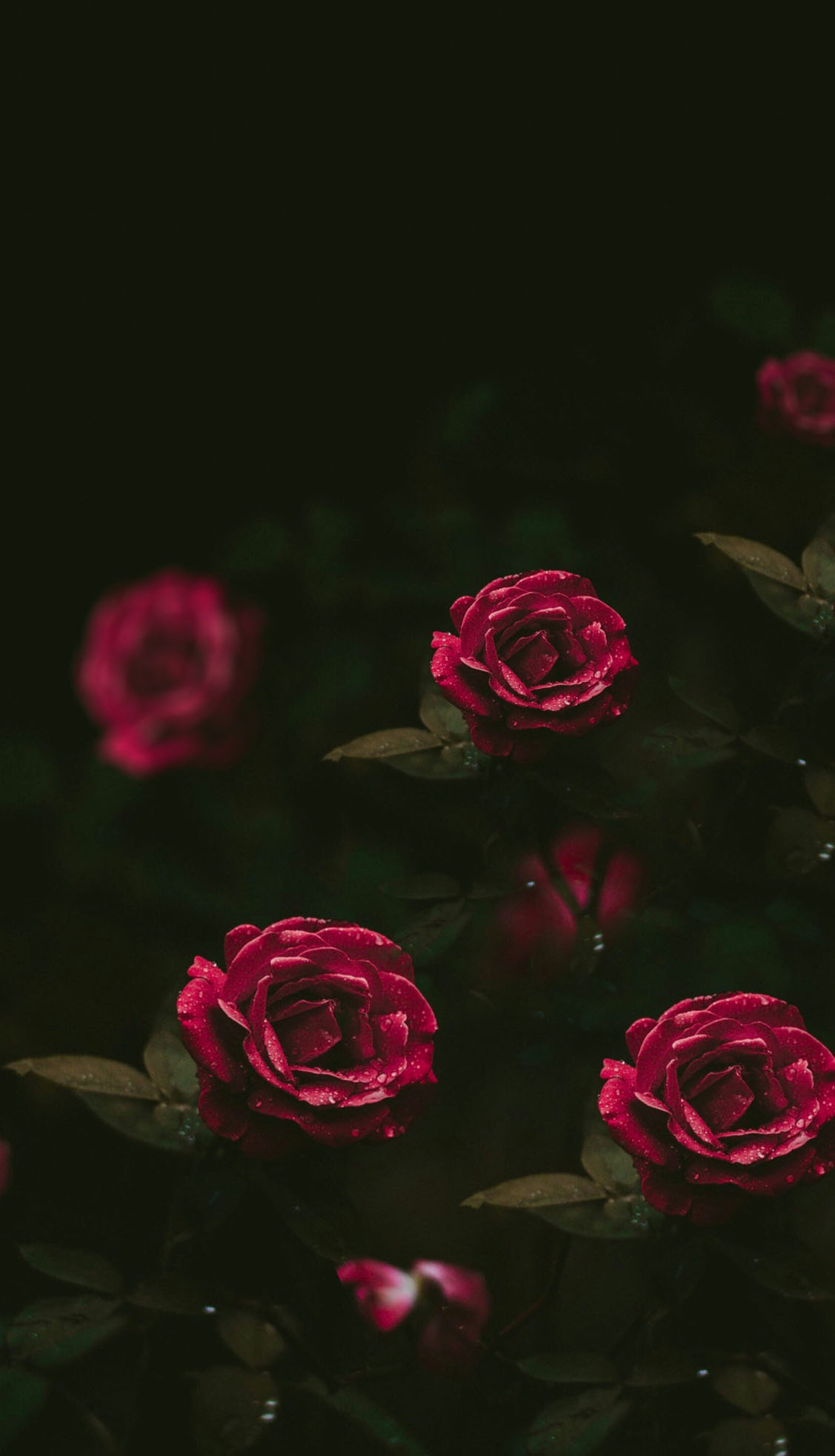 اسکرین شات 4 برنامه Red Flowers Wallpapers HD 2024