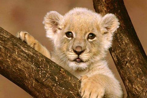 اسکرین شات 2 بازی Animal Jigsaw Puzzles