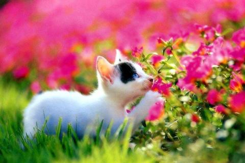 اسکرین شات 2 بازی Cats Jigsaw Puzzles