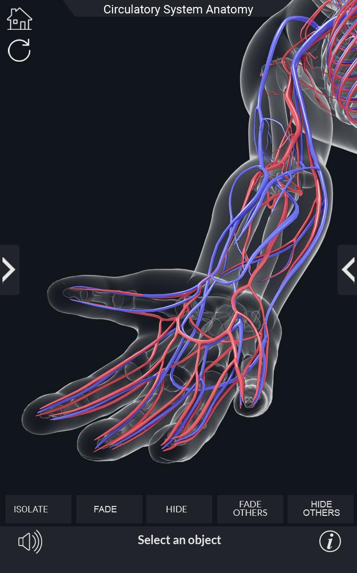 اسکرین شات 5 برنامه Circulatory System Anatomy