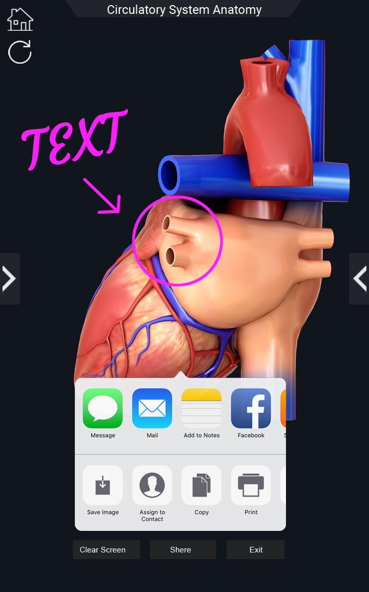 اسکرین شات 6 برنامه Circulatory System Anatomy