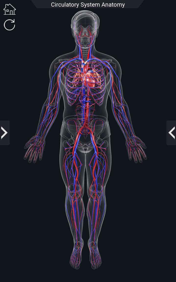 اسکرین شات 2 برنامه Circulatory System Anatomy