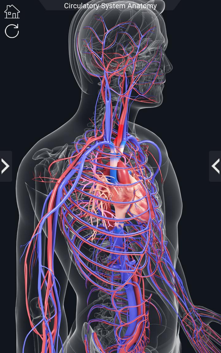 اسکرین شات 7 برنامه Circulatory System Anatomy