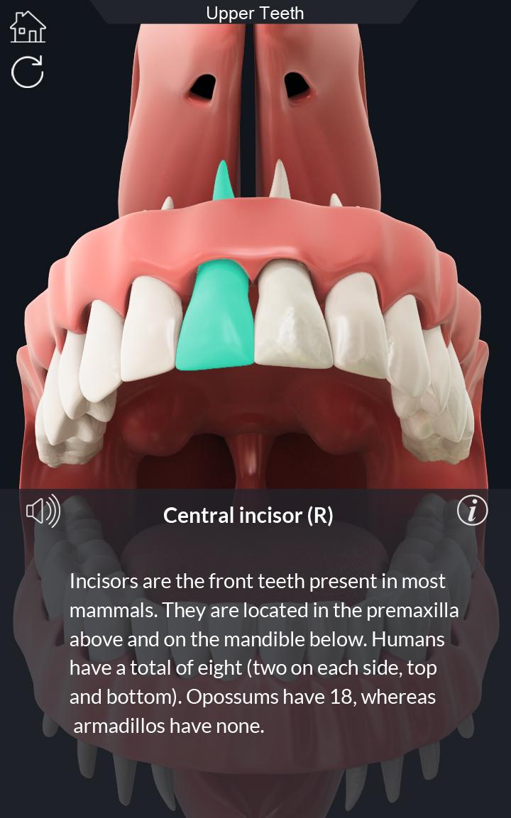 اسکرین شات 3 برنامه Dental  Anatomy