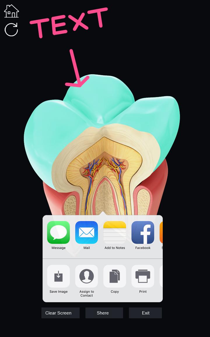 اسکرین شات 7 برنامه Dental  Anatomy