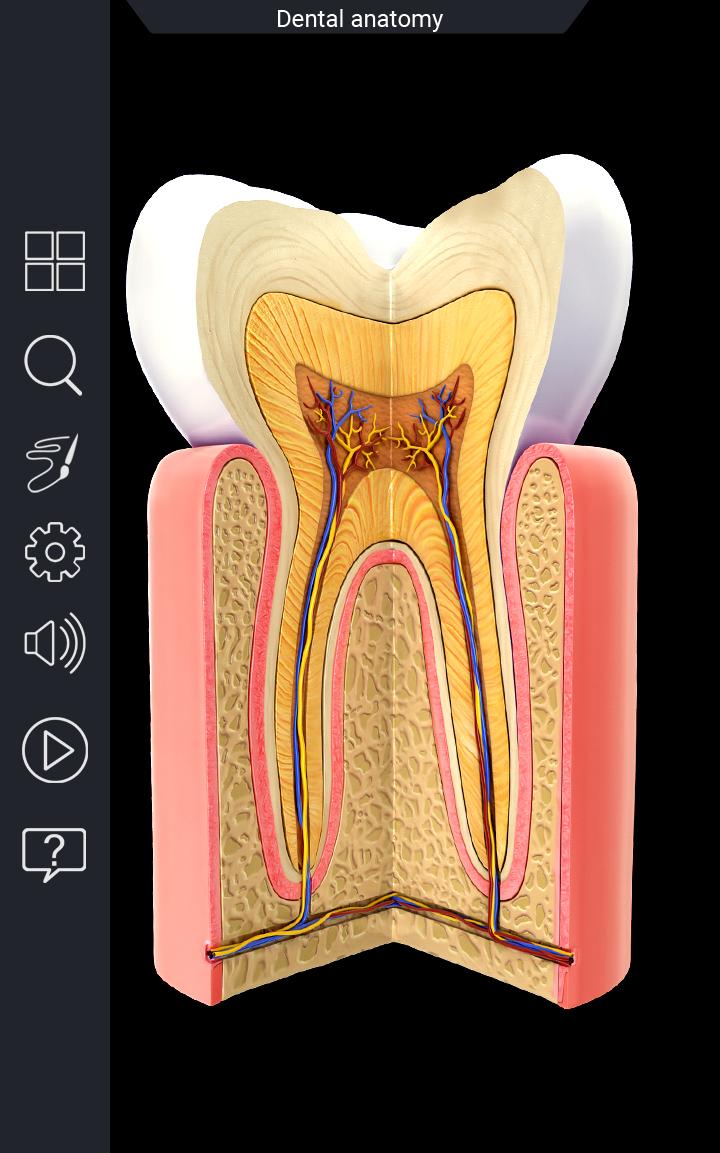 اسکرین شات 6 برنامه Dental  Anatomy